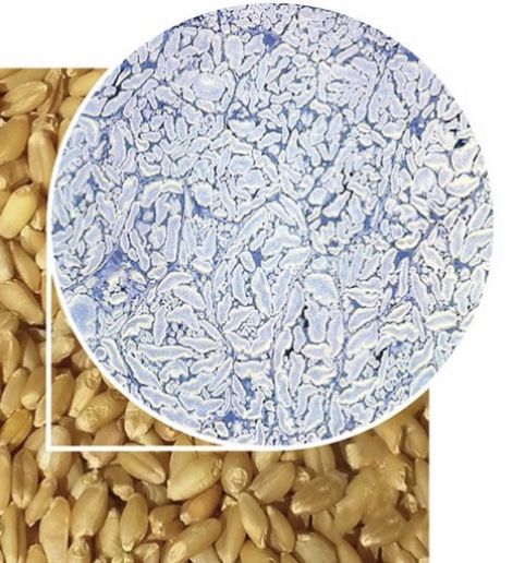 Colon Broom Vs Psyllium Husk Powder